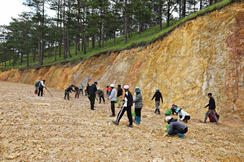 Ban Quản lý rừng phòng hộ Đa Nhim tổ chức trồng lại thông trên các diện tích đất san gạt nằm trong phạm vi đơn vị quản lý