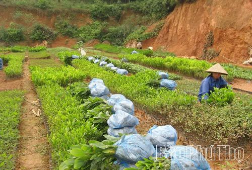 Sản xuất cây giống mang lại nguồn thu ổn định cho nhiều hộ dân trong xã.