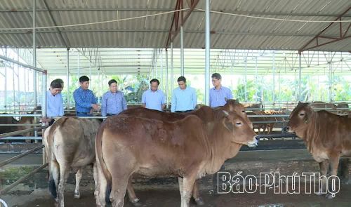 Mô hình chăn nuôi ứng dụng công nghệ xử lý chất thải và tái sử dụng phụ phẩm nông nghiệp tại xã Liên Châu, mỗi năm đạt 300 tấn thịt thương phẩm.