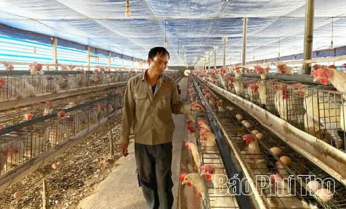 Mô hình chăn nuôi gần 10.000 con gà đẻ ứng dụng công nghệ cao của ông Nguyễn Văn Thuyên, làng Mấu, xã Tam Đảo.