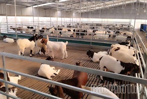 Mô hình chăn nuôi dê ứng dụng công nghệ cao tại HTX Nông lâm Tất Thắng, xã Cự Đồng có quy mô 600 con, đạt doanh thu từ 2-3 tỷ đồng/năm.