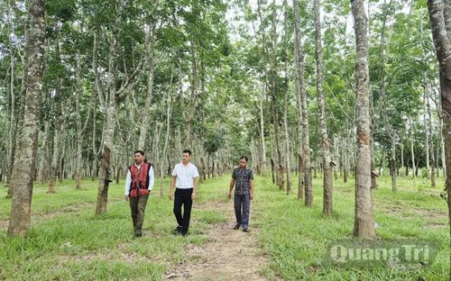 Cao su là một trong những cây trồng chủ lực giúp người dân vùng biên A Dơi thoát nghèo - Ảnh: K.S