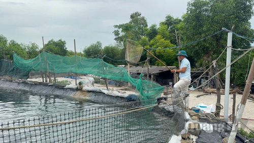 Anh Nguyễn Hữu Thuấn chăm sóc mô hình nuôi ếch, cá lóc mang lại hiệu quả kinh tế tại quê hương - Ảnh: M.H