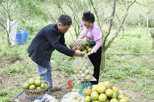 Nông dân bản Nà Mòn, xã Sốp Cộp thu hoạch cam trái vụ.