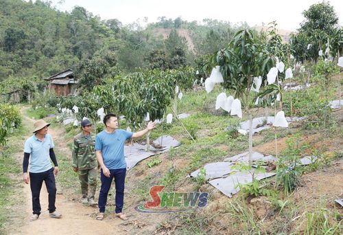 HTX Nông nghiệp Toản Duyên, xã Sốp Cộp phát triển cây ăn quả trên đất dốc.   Ảnh: PV