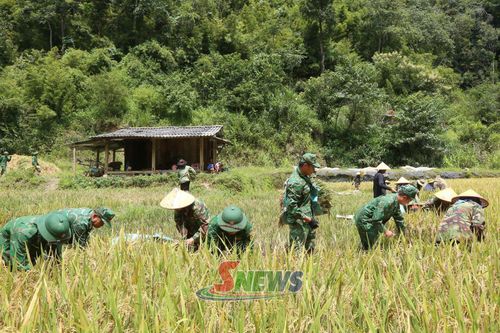 Cán bộ, chiến sĩ Đồn Biên phòng Chiềng Tương hỗ trợ gia đình chính sách ở bản Đin Chí, xã Lóng Phiêng thu hoạch lúa.