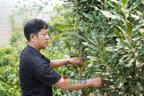 Mô hình trồng cây mắc ca xen cà phê của nhân dân bản Nà La, xã Mường Bám.