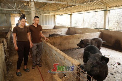 Mô hình nuôi lợn của nhân dân bản Nà Hát, xã Mường Bám.