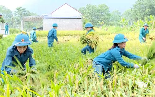 Cán bộ, chiến sĩ dân quân xã Đại Từ giúp gia đình chính sách gặt lúa trong mùa huấn luyện.