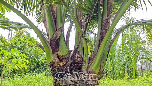 Cây dừa 4 đọt cùng mọc từ 1 thân.