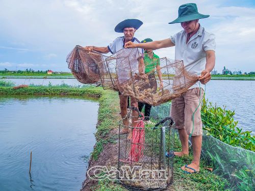 Tôm thẻ được thu hoạch sau khoảng 1 tháng 20 ngày nuôi, giúp người dân nhanh chóng quay vòng vốn.