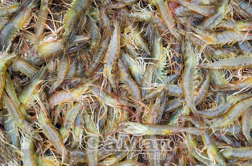 Tôm thẻ sau khi thu hoạch được thương lái thu mua với giá từ 60-80 ngàn đồng/kg, tuỳ kích cỡ.