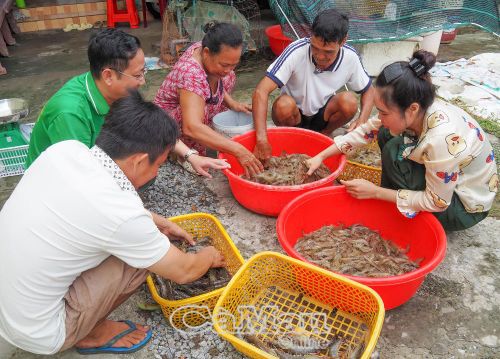 Với gần 1 ha, ông Nguyễn Văn Phong (thứ hai từ phải sang), Ấp 5B, xã Trí Phải, nuôi tôm thẻ, tôm sú, tôm càng, trồng lúa, thu nhập khoảng 200 triệu đồng/năm.