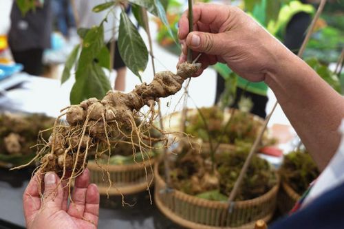Sâm củ Panax vietnamensis Ha et Grushv từ 4 năm tuổi trở lên mới đủ điều kiện mang chỉ dẫn địa lý “Ngọc Linh”.