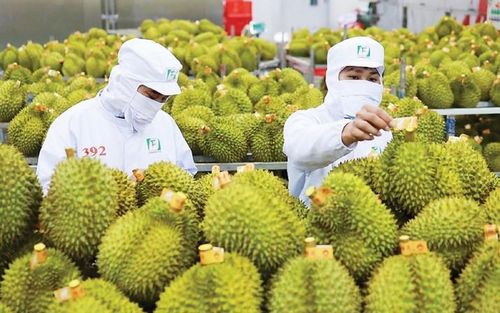 Giá trị xuất khẩu sầu riêng tăng nhanh trong 5 năm trở lại đây. Ảnh: CTV.