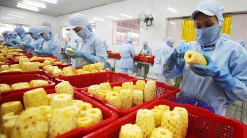 Xuất khẩu rau quả đang ghi nhận những tín hiệu tích cực, trong đó nhóm sản phẩm chế biến nổi lên như một động lực tăng trưởng mới.