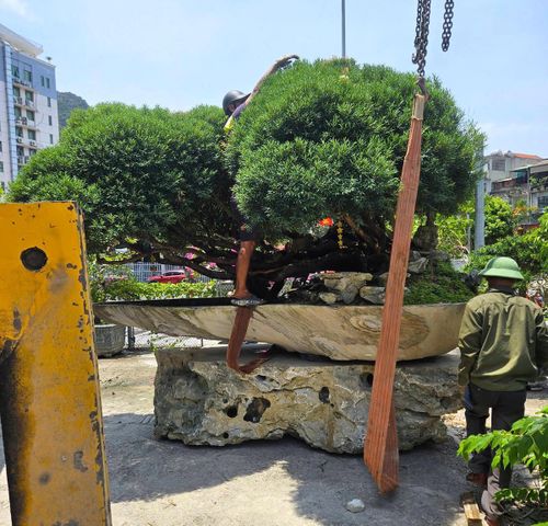 Trong một lần khảo giá, gốc trâm suối khủng này được rao với mức giá 3,3 tỷ đồng.