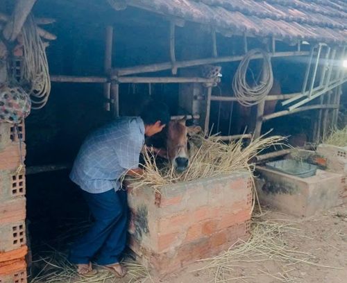 Nhận được hỗ trợ 7 triệu đồng, gia đình bà Trần Thị Lương ở thôn Tân Phú, xã Phù Mỹ Bắc, tỉnh Gia Lai mua bò về nuôi.