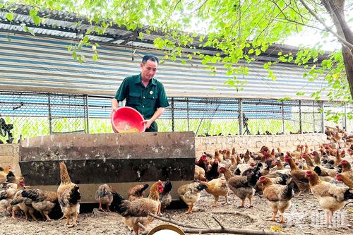 Cựu chiến binh Ngô Văn Tứ chăm sóc đàn gà của gia đình.