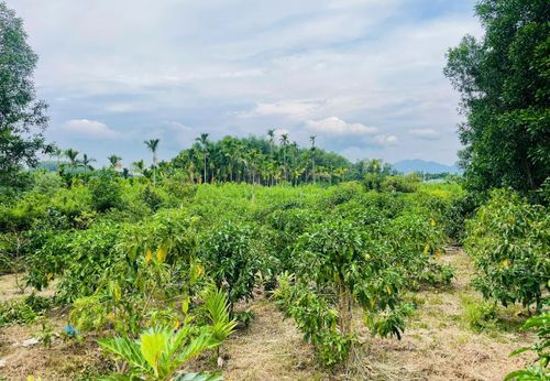  Vườn cây nhàu do anh Hậu gây dựng suốt 3 năm. Ảnh: NGUYỄN TRANG 