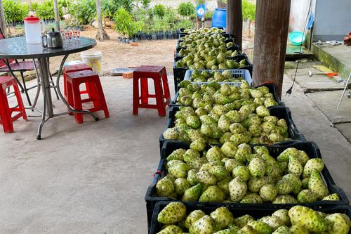 Bình quân mỗi cây nhàu cho khoảng 20 kg quả/năm. Ảnh: NGUYỄN TRANG 