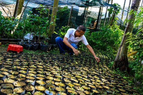  Tạo vườn ươm để chủ động cây giống. Ảnh: NGUYỄN TRANG 