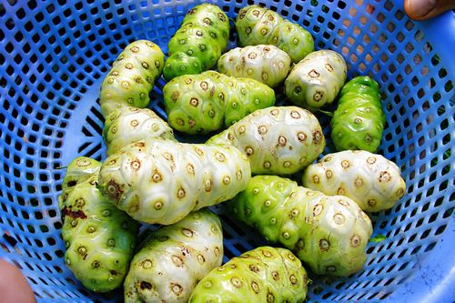  Quả nhàu đạt chuẩn sau khi thu hoạch. Ảnh: NGUYỄN TRANG 