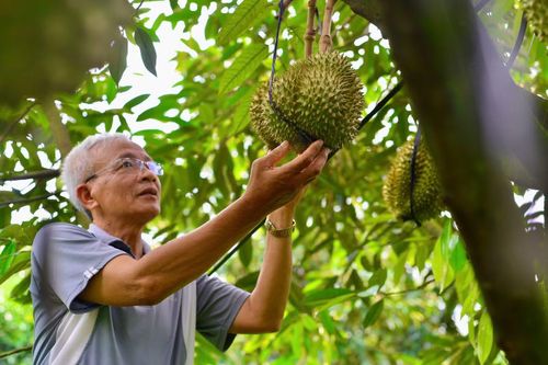 Hàng loạt mã số vùng trồng sầu riêng tại Lâm Đồng được khôi phục, tạo điều kiện đẩy mạnh xuất khẩu.