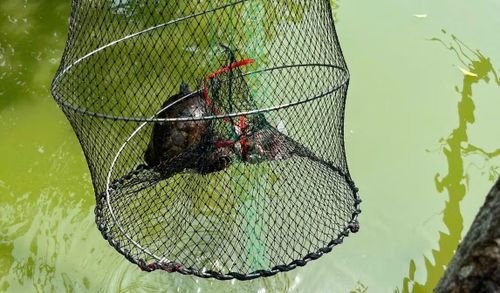 Rùa tai đỏ thuộc danh mục loài ngoại lai xâm hại, có nguy cơ gây tác động tiêu cực đến đa dạng sinh học và môi trường sinh thái.