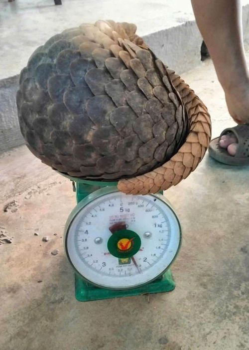 Cá thể tê tê Java quý hiếm được người dân tự nguyện bàn giao cho lực lượng chức năng.