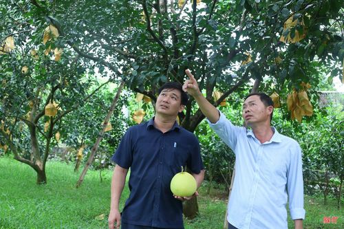 Ông Võ Tá Tài (ngoài cùng bên phải), Cơ sở bảo tồn quỹ gen và nhân giống bưởi Phúc Trạch, Trung tâm Khuyến nông Hà Tĩnh trao đổi về sự cần thiết trong việc tiếp tục tuyển chọn, đánh giá, công nhận cây đầu dòng.