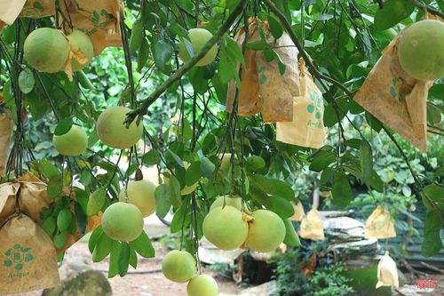 Thông qua chiết cành và mắt ghép, cây bưởi đầu dòng của gia đình ông Phan Quốc Bình đã sản xuất được hàng ngàn cây giống để mở rộng diện tích bưởi của gia đình và người dân trong thôn.