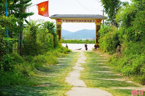 Mùa cói về, không chỉ trên những cánh đồng mà trên các tuyến đường ở thôn Hồng Lam cũng phủ kín những sợi cói do người dân trải ra phơi nắng, tạo nên một khung cảnh nên thơ, mộc mạc.