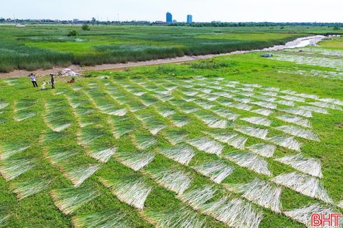 Từ lâu nay, cây cói đã gắn bó với đời sống và trở thành nguồn thu nhập chính của nhiều hộ dân ở “ốc đảo” Hồng Lam (xã Nghi Xuân). Hằng năm, cói bắt đầu cho thu hoạch từ khoảng tháng 7 và kéo dài đến tháng 9. Những ngày này, trên các cánh đồng cói không khí lao động diễn ra nhộn nhịp. Ảnh: Lê Vinh