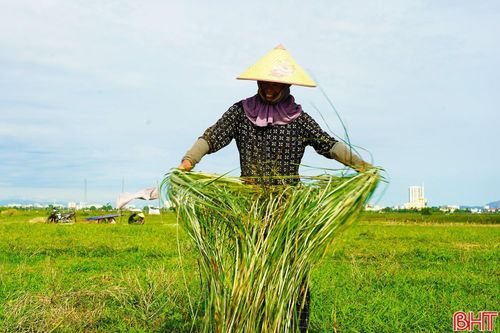 Cói sau khi chẻ sẽ được người dân đem đi phơi nắng cho thật khô.