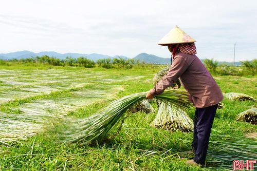 Bà Đậu Thị Hiền (thôn Hồng Lam, xã Nghi Xuân) cho biết: “Gia đình tôi sản xuất hơn 6 sào cói và đã bắt đầu thu hoạch được hơn một tuần nay. Tuy nhiên, sản lượng cói năm nay thấp hơn so với các năm trước do ảnh hưởng của bão lũ khiến nhiều mầm cói bị chết, sinh trưởng kém. Với cùng diện tích này, năm ngoái gia đình tôi thu hoạch được khoảng 3,5 – 4 tấn cói, nhưng năm nay chỉ đạt khoảng 2 tấn”.