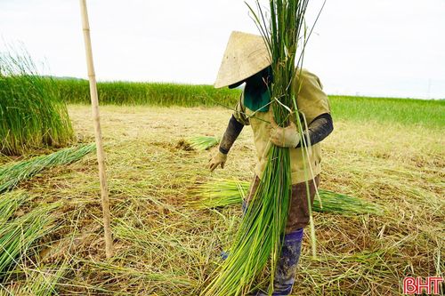 Đặc thù canh tác trên vùng bãi bồi khiến việc thu hoạch cói phụ thuộc vào con nước, thủy triều trên sông Lam. Vì vậy, người dân thường bắt đầu đi thu hoạch cói từ 3 - 4 giờ sáng, trước khi nước sông Lam dâng cao.