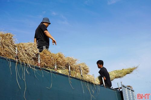 Sau đó, những bó cói khô sẽ được người dân cho lên thuyền, vận chuyển qua sông để bán cho thương lái.