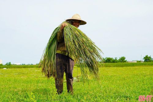 Từng cây cói được người dân cắt, gom thành bó rồi vận chuyển ra khỏi ruộng. Công việc tưởng chừng đơn giản nhưng khá vất vả, nhất là trong những ngày thời tiết nắng nóng.