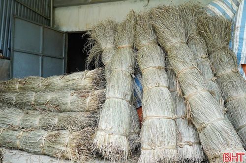 Cói sau khi phơi 2 - 3 nắng sẽ được người dân buộc lại thành từng bó gọn gàng, bảo quản ở nơi khô ráo.
