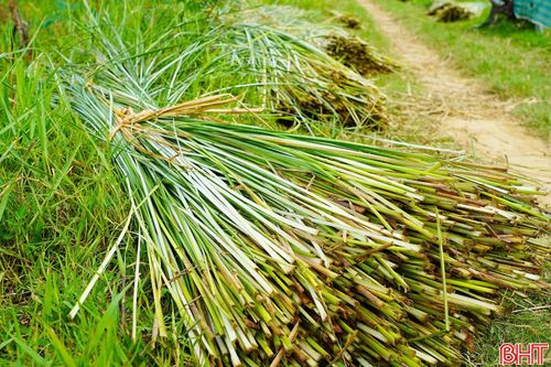 Cây cói không phải mua giống nhưng để phát triển tốt, người dân vẫn phải bỏ công làm cỏ và đầu tư phân bón. Năm nay, thời tiết không thuận lợi khiến năng suất cói giảm so với mọi năm.
