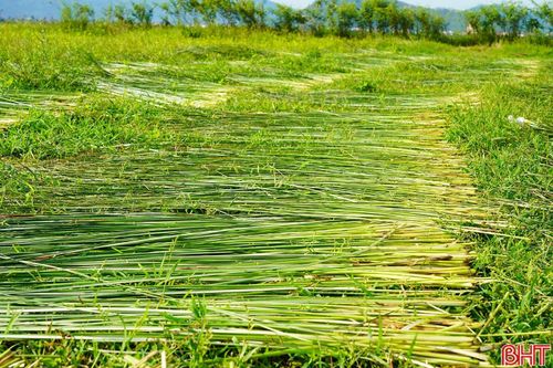 Cói được trải đều, phơi trên những cánh đồng, tạo nên gam màu đặc trưng của mùa thu hoạch ở “ốc đảo” Hồng Lam.