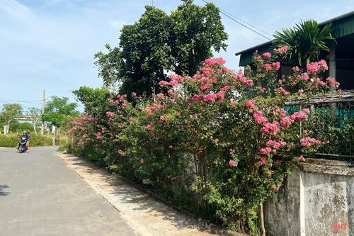 Những hàng hoa tường vi khoe sắc dưới nắng mùa thu.