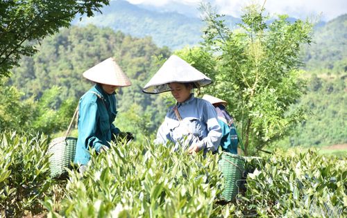 Người lao động Công ty TNHH Trà Phan Nhất thu hoạch chè.
