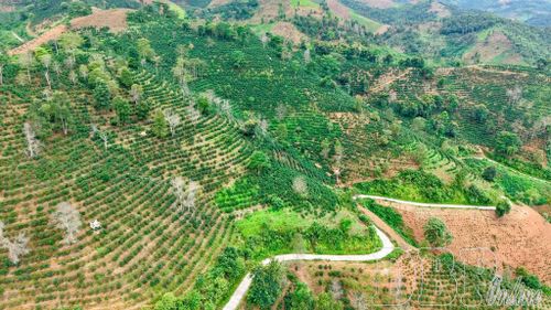 Những đồi cà phê trải dài khắp các bản làng ở Điện Biên.