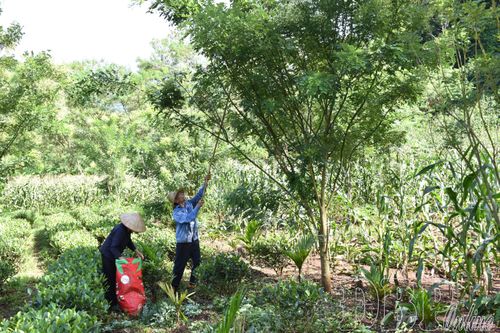 Sau 3 năm trồng trên đất Mường Lạn, cây hoa hòe của Công ty TNHH Trà Phan Nhất đã cho thu hoạch.