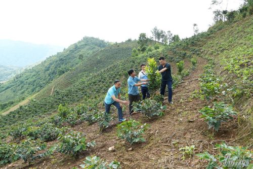 Lãnh đạo xã Búng Lao kiểm tra cây mắc ca trồng xen cà phê.
