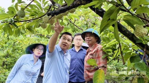 Lãnh đạo Trung tâm Khuyến nông tỉnh kiểm tra mô hình thâm canh cây na theo tiêu chuẩn VietGAP tại xã Cai Kinh