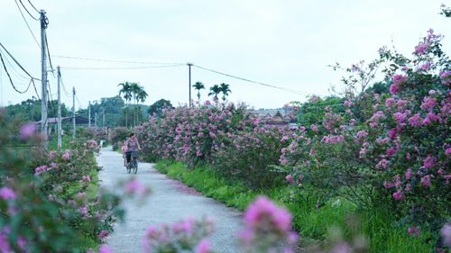Tuyến đường điện kết hợp đường hoa tại tổ dân phố số 3, phường Âu Lâu.