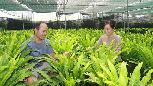 Vợ chồng anh Trần Đức Hiếu và chị Nguyễn Ngọc Quỳnh Như tiên phong trồng lá, cành cung cấp cho các shop hoa